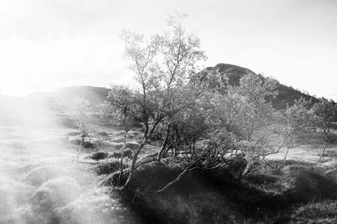Lone dramatic tree with light leak background Stock Photos