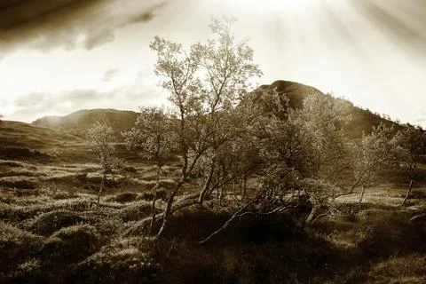 Lone dramatic tree with light leak background Foto stock