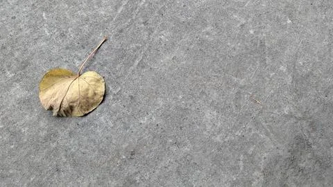 A lone, dried leaf with a heart-like shape rests on a textured, gray concre.. Stock Photos