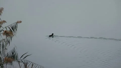 Lone Duck Gliding Across a Tranquil Misty Lake Stock Footage 320454233