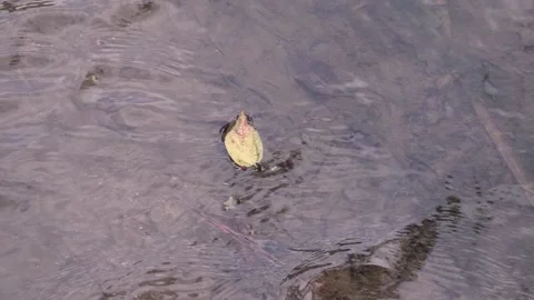 Lone duck gliding through serene waters at dawn Stock Footage 323792600