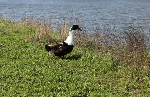 Lone Duck Stock Photos