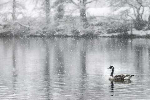 Lone Duck Stock Photos