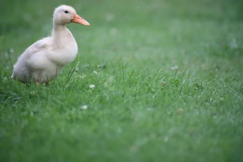 Lone Duck 写真素材