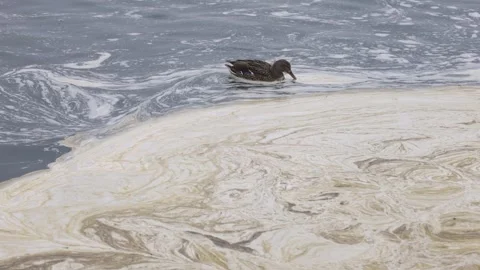 A lone duck swims through a polluted body of water, surrounded by swirling 库存影片 303370699