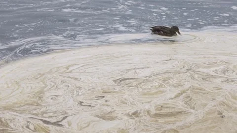 A lone duck swims through a polluted body of water, surrounded by swirling Stock Footage 303477902