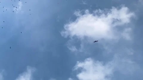 A lone eagle bird flying in the blue sky separately from the flock, looking up Stock Footage 339940399