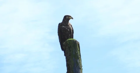 Lone Eagle Stock Footage 93534536