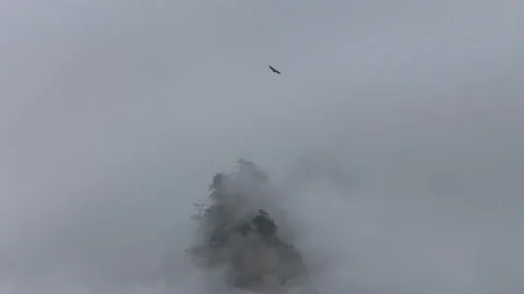 Lone eagle soaring over misty mountain peaks Stock Footage 289540055
