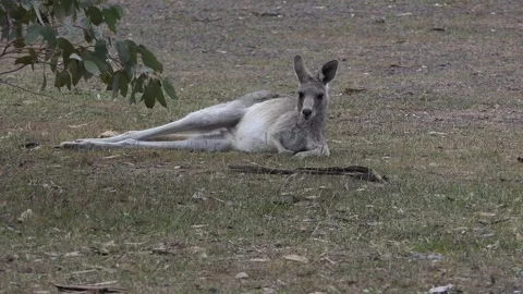 A lone Eastern Grey Kangaroo relaxing Stock Footage 242218914