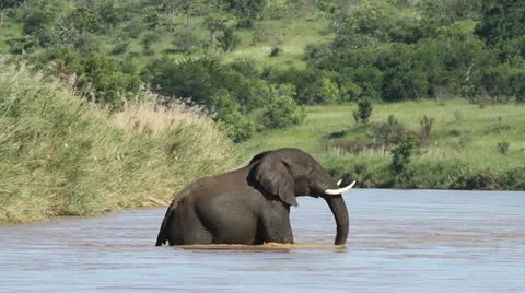 A lone elephant crossing river Vídeos de archivo 20469072