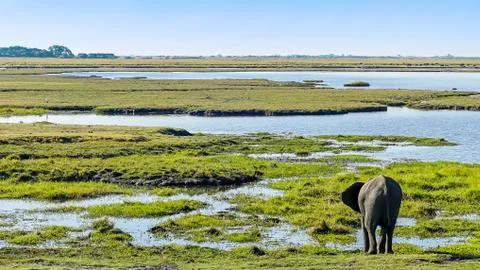 Lone elephant drinking water at the Okavango Delta Botswana Stockfoto's
