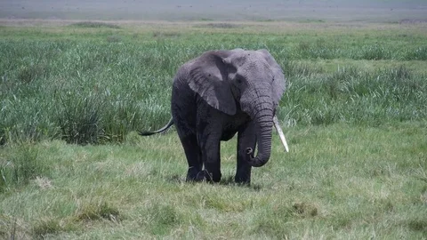 A Lone Elephant Moves Along The Path. Safari in Tanzania Stock Footage 81369617