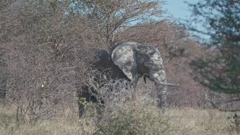 Lone elephant shaking its head towards the camera in the bush Video stock 84201780