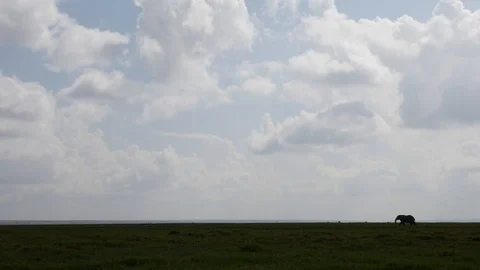 Lone elephant walking Stock Footage 108395446