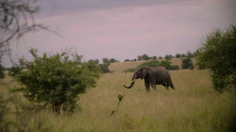 Lone Elephant in the Wild-Slow Motion 180fps Stock Footage 66403593