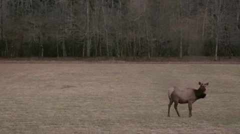 Lone Elk in Field Wide Stock Footage 46517049