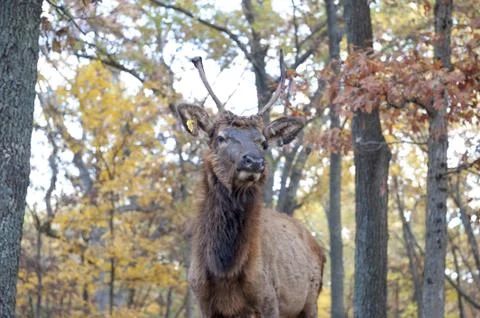 Lone elk Stock Photos