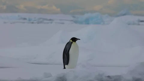 Lone emperor penguin standing on Antarctic snow and sea ice, framed by soft Stock Footage 335372140