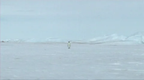 Lone emperor penguin walking Stock Footage 602792
