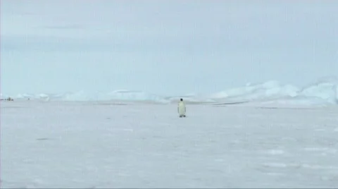 Lone emperor penguin walking Stock Footage 602797