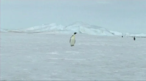 Lone emperor penguin walking Stock Footage 602799