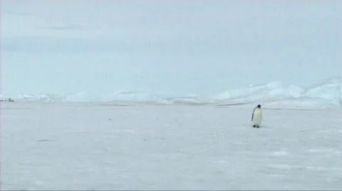 Lone emperor penguin walking Video stock 602804