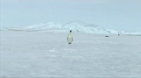 Lone emperor penguin walking Stock Footage 602805