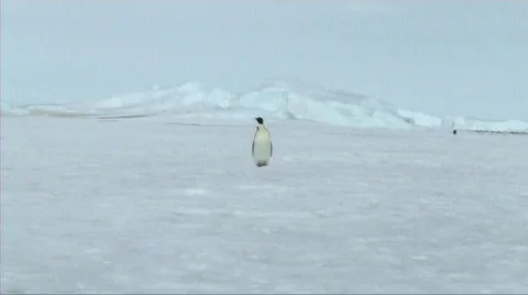 Lone emperor penguin walking Stock Footage 602807