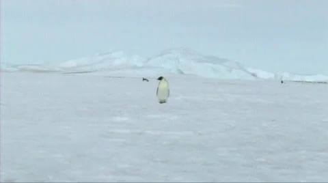 Lone emperor penguin walking Stock Footage 602808