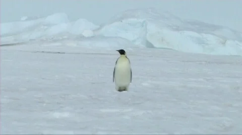 Lone emperor penguin walking Stock Footage 602809