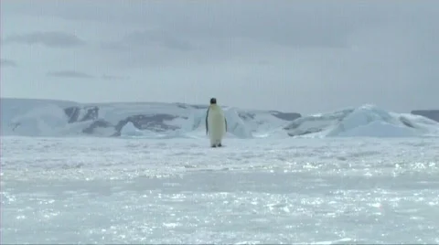 Lone emperor penguin walking Stock Footage 602829