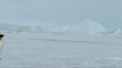Lone emperor penguin walking Stock Footage 604022