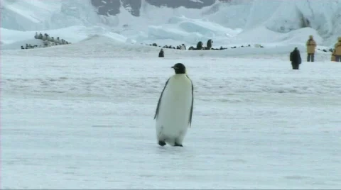 Lone emperor penguin walking Stock Footage 604060