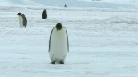 Lone emperor penguin walking Stock Footage 604064