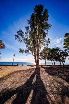 Lone Eucalyptus Tree Casting Shadow on Promenade Stock Photos