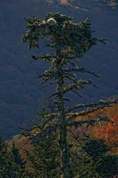 Lone Evergreen Tree Stock Photos