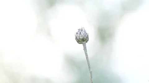 Lone Fall seed on stem in field macro view Stock Footage 55376499