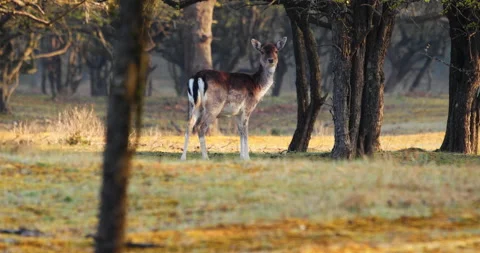 Lone Fallow Deer Looking Around Then Look At The Camera In Its Habitat. - Stock Footage 153836923