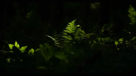 Lone fern in dark forest Stock Footage 238795015