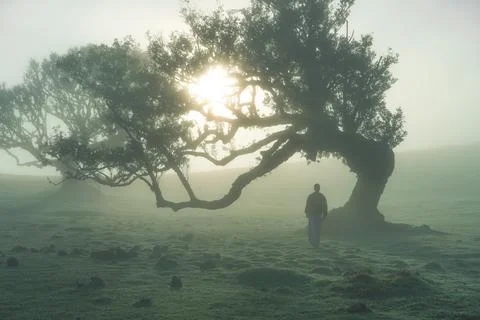 Lone figure beneath an ancient tree in a misty landscape with ethereal sunl.. Stock Photos