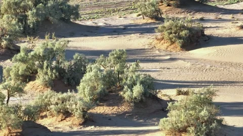 Lone Figure Walking Through Sandy Desert with Silvery-Green Bushes Stock Footage 336381041
