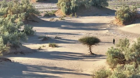 Lone Figure Walking Through Sandy Desert with Acacia Trees Stock Footage 336381045