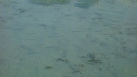 A lone fish by the river Stock Footage 76840982