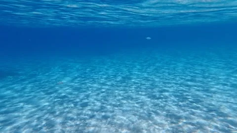 A lone fish swims over a sandy bottom Stock Footage 306299494