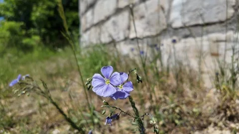 Lone Flax by the Path – A Silent Scene Stock Footage 310456815
