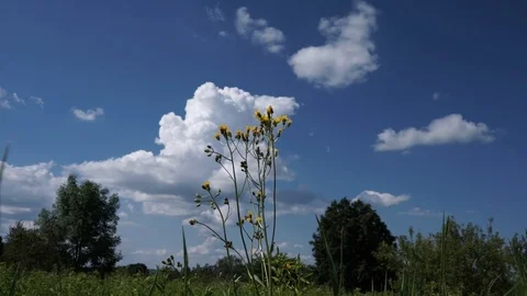 A lone flower in the field ranges from the wind Stock Footage 111748757