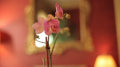 Lone Flower Stock Footage 40803397