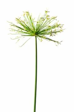 Lone flower Stock Photos