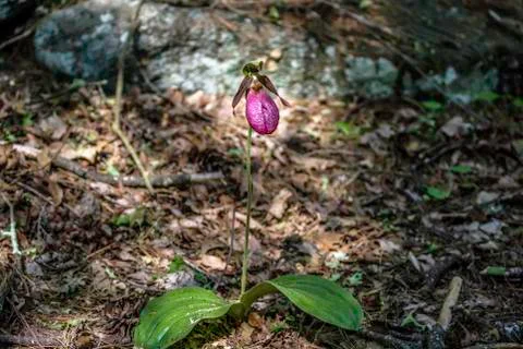 Lone Flower Stock Photos